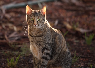 Dịch Vụ Bắt Mèo Chuyên Nghiệp–Kiểm Soát Mèo Hoang Hiệu Qủa1